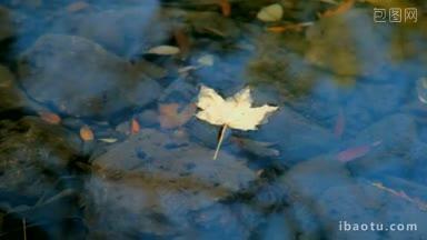 落叶漂浮在水面上